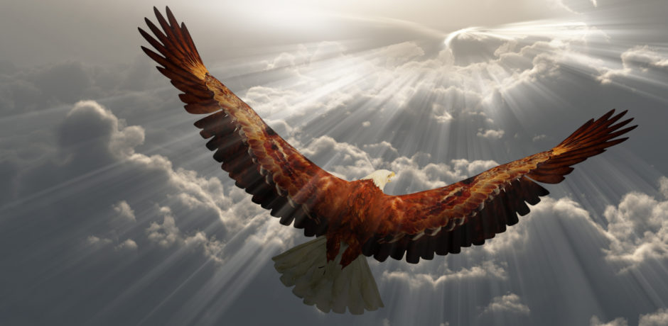 Adler fliegt über die Wolken
